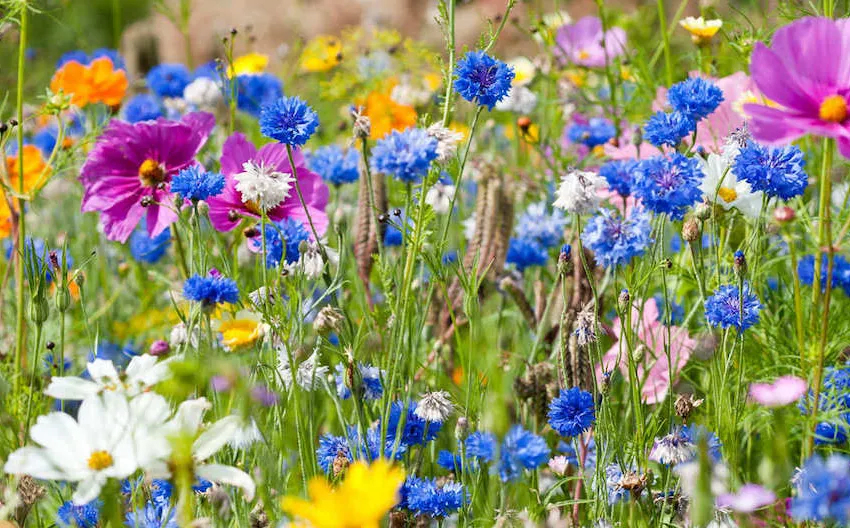 bloemenmeng