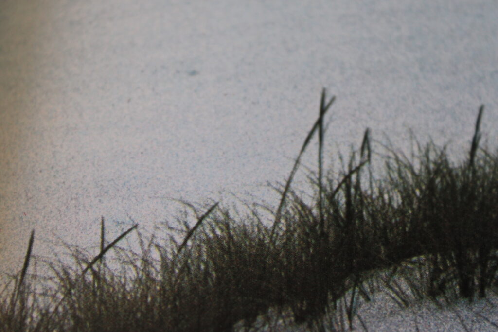 Sensenta_2026_2