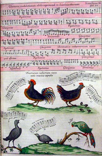 Kirchers Mus. Univ., roep vogels