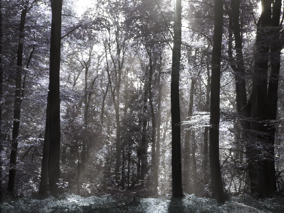 20170104-forest