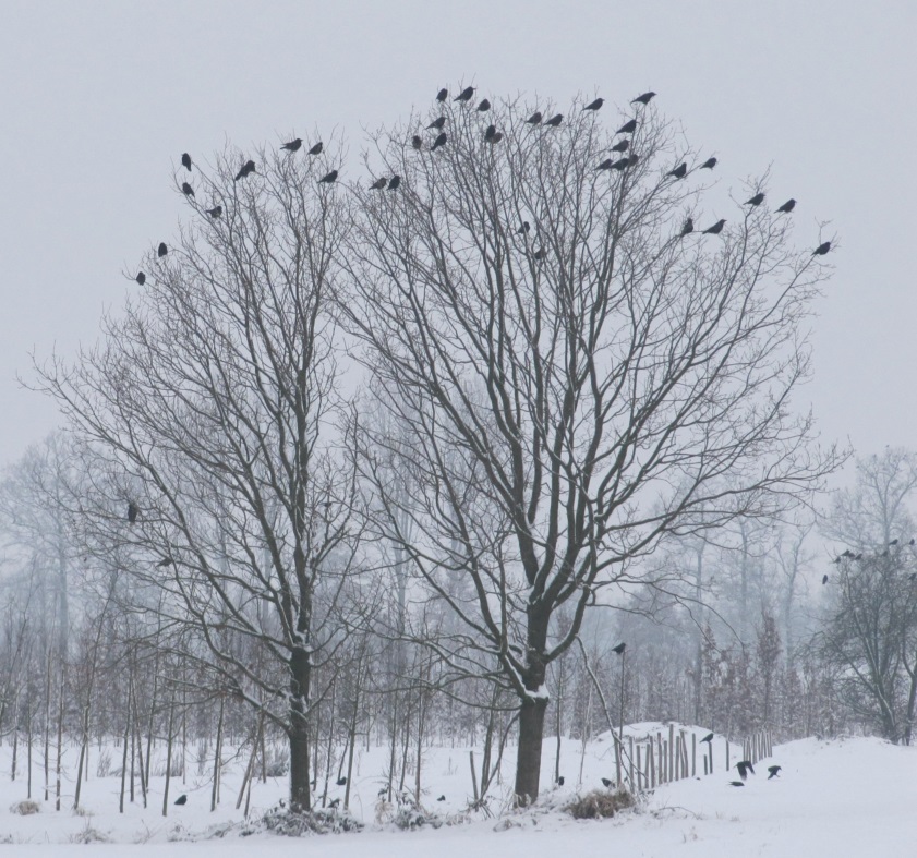 20170202-winter