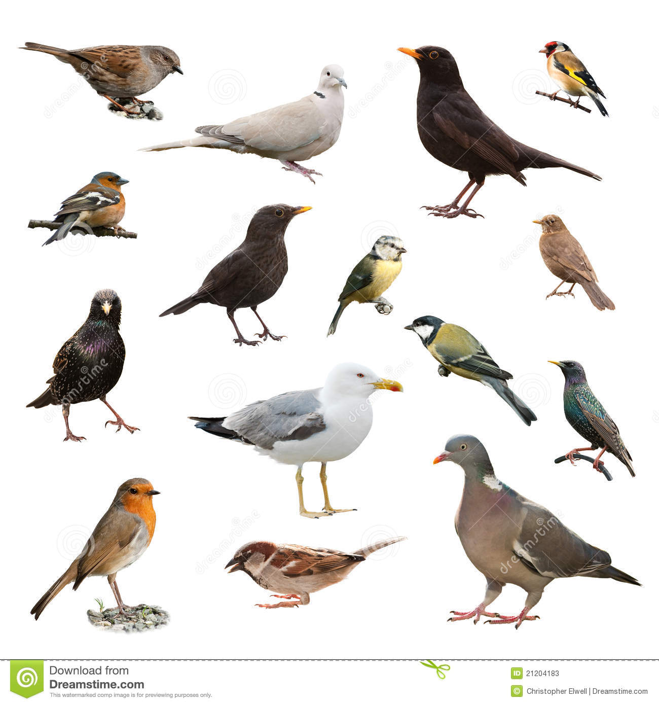 vogels2