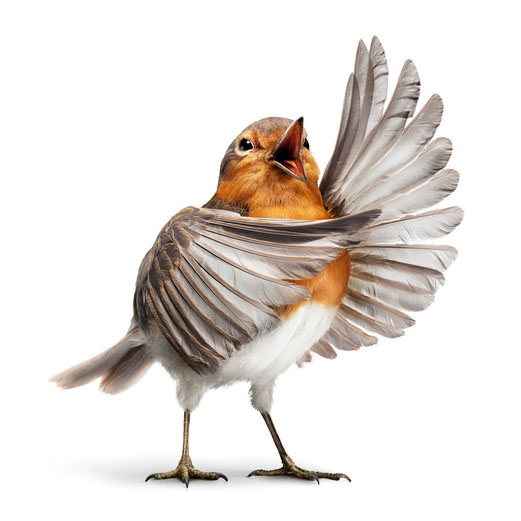 zingende vogels 2