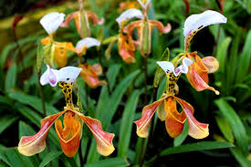 Orchidee