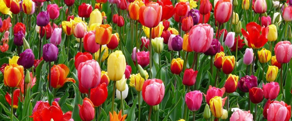 Lente 6