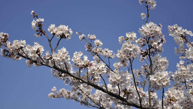 Lente 7