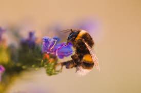 Lente 3