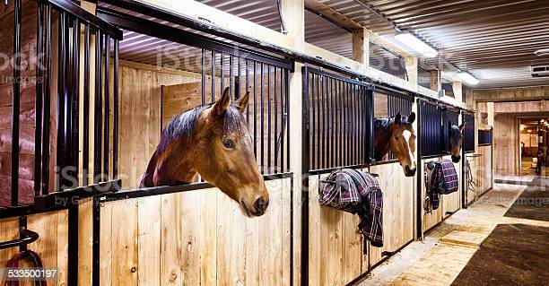 Curious horses in indoors stall at stables. Letterbox composition.
