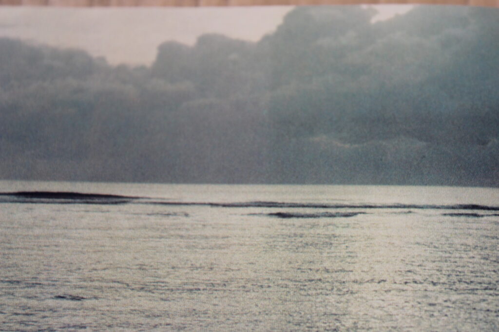 sensenta308