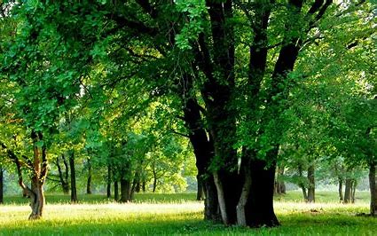 Bomen