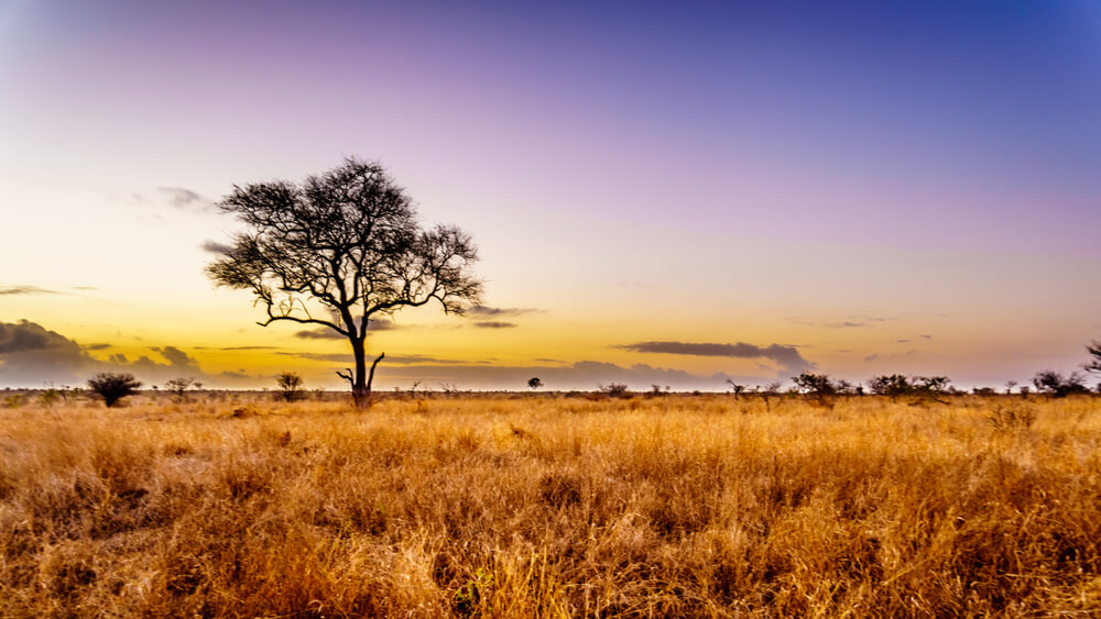 Cover AFrikaans-landschap