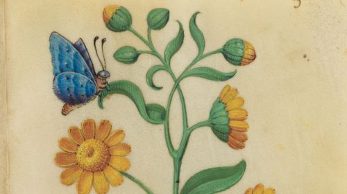 112322-05-History-Medieval Flowers from a medieval manuscript Photo courtesy Metropolitan Museum of Art, Public Domain