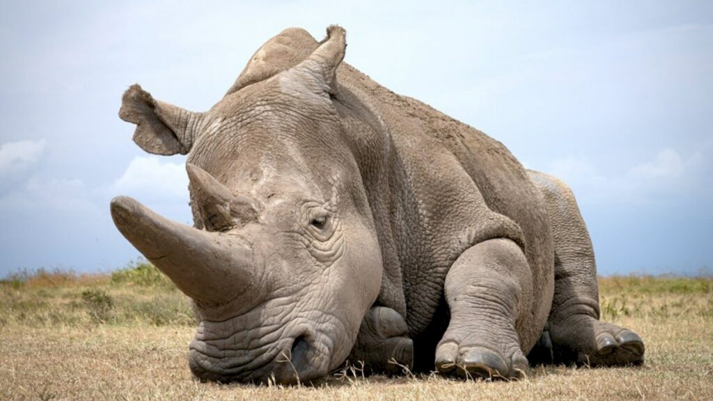 Neushoorn