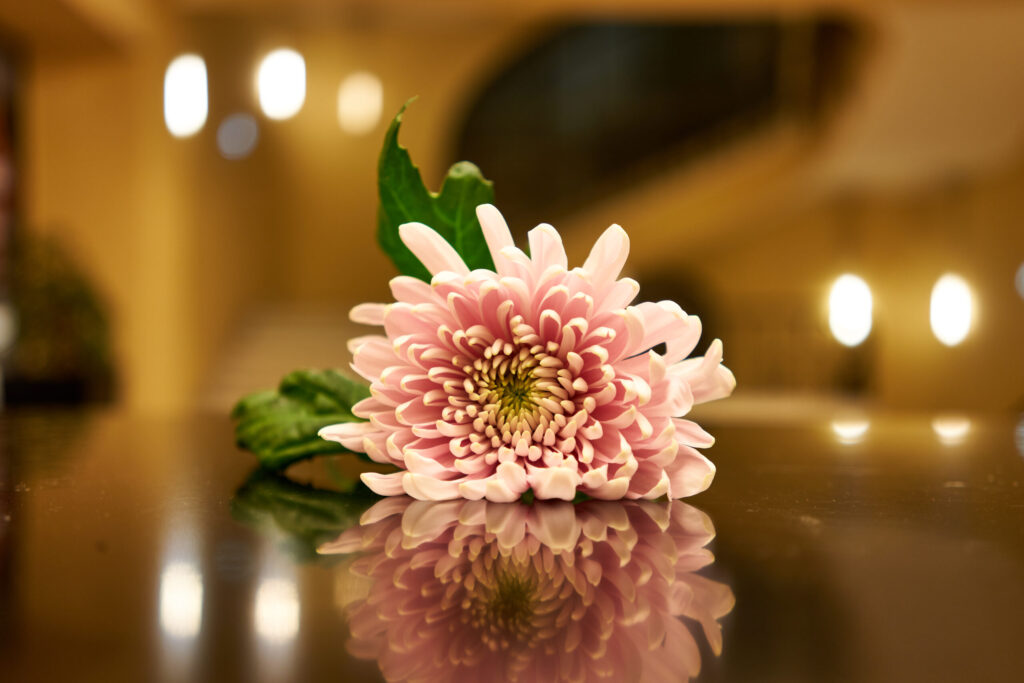 Pink_chrysanthemum_on_a_black_table-scaled bron Histories vzw