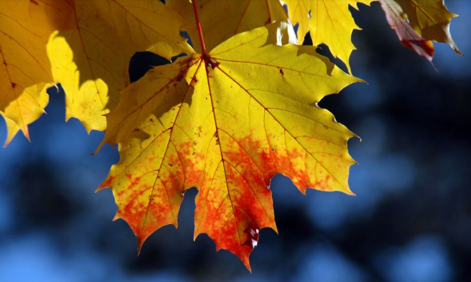 Herfst
